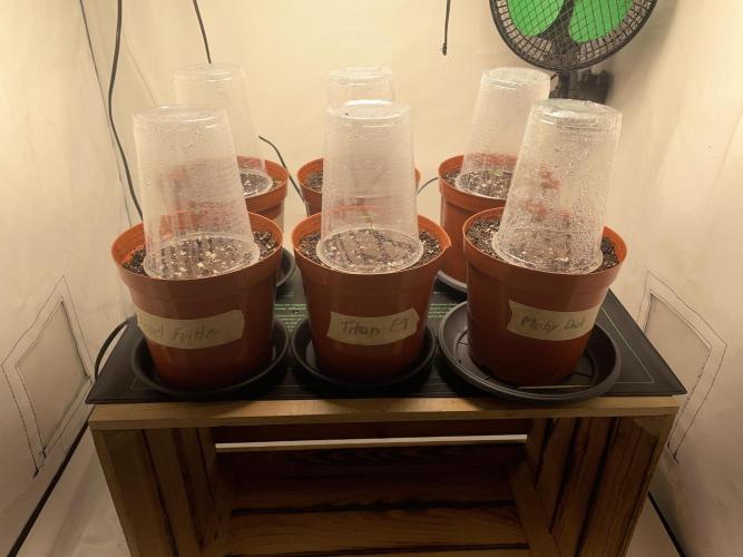 Apple Fritter Auto - Titan F1 - Moby Dick Auto. Week 0