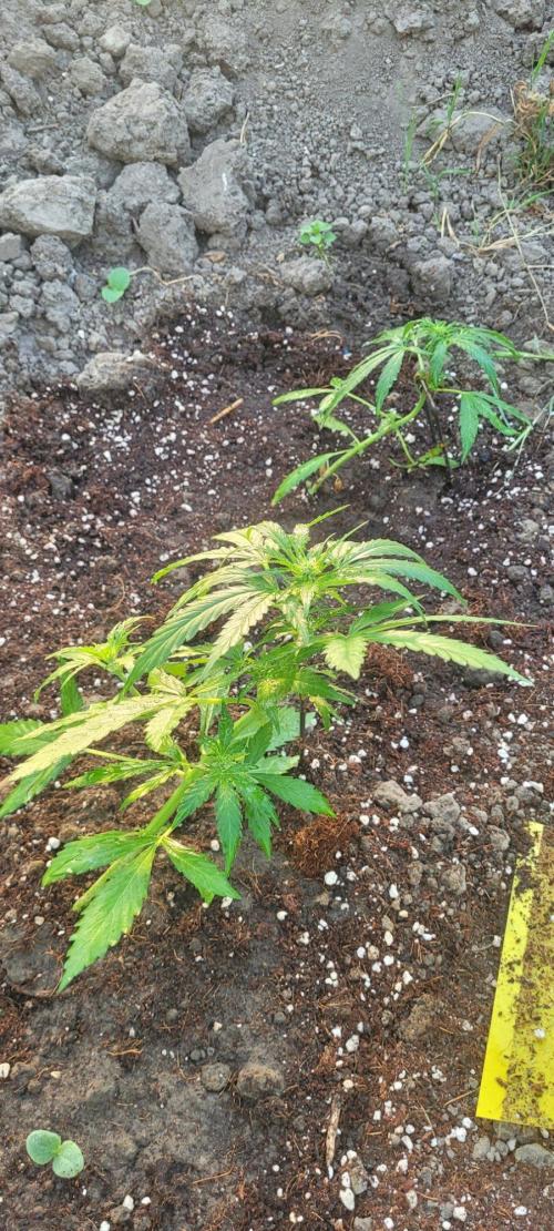 TheDutchGrower