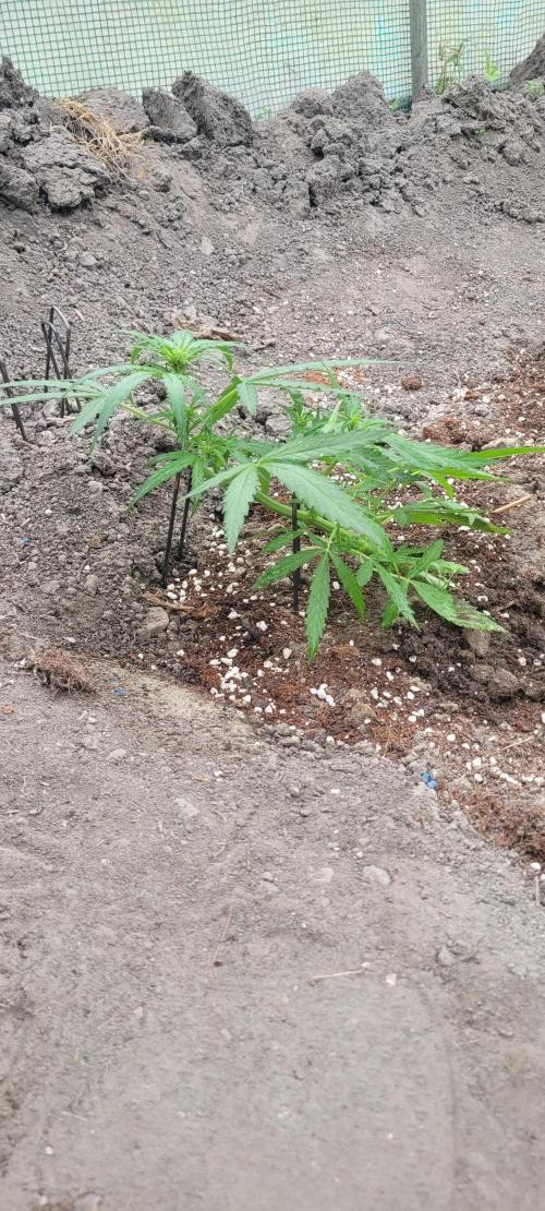 TheDutchGrower