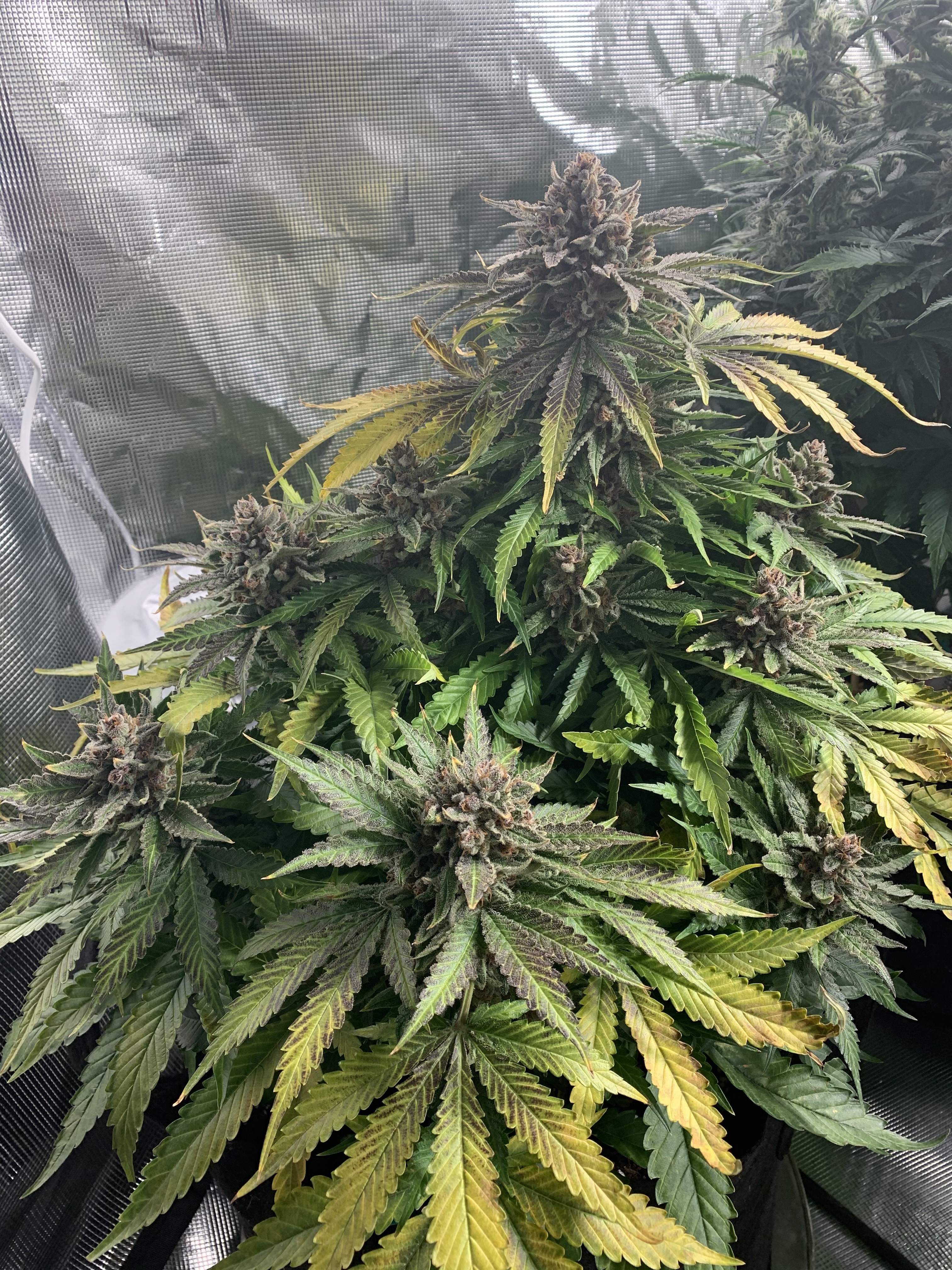 Fast Buds Strawberry Pie Auto 3 grow diary (journal) 4 harvest12 by