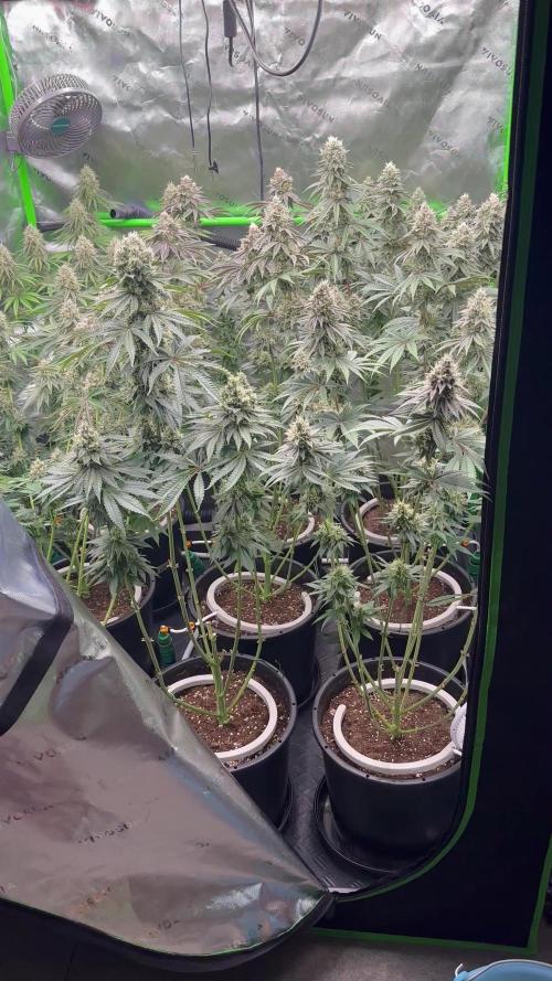 Perfect tree 2.0