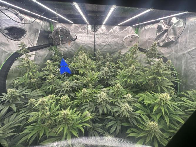 Grow #01: Mixed Genetics. Week 10