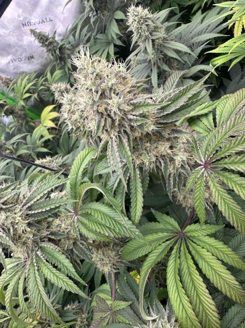 Grow #01: Mixed Genetics. Week 12