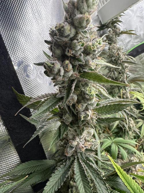 Grow #01: Mixed Genetics. Week 15