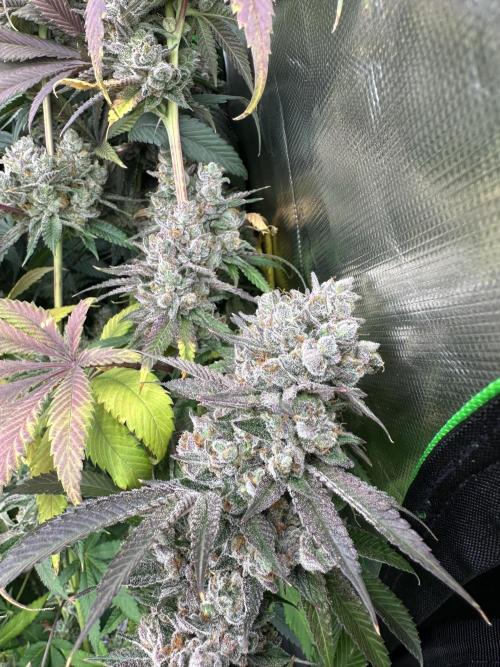 Grow #01: Mixed Genetics. Week 15