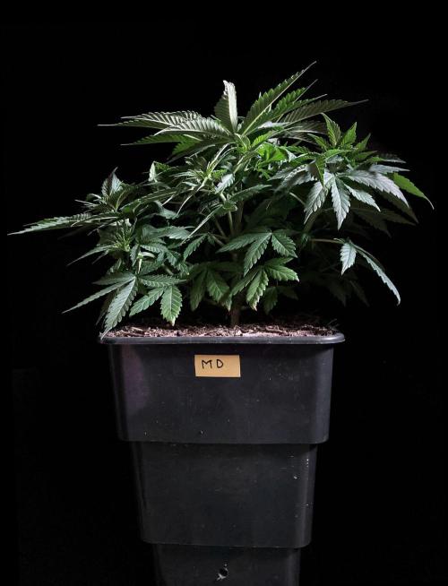 3M 🔻 Mendocino Purple Kush. Week 4