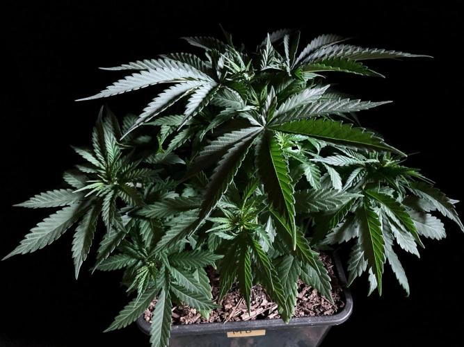 3M 🔻 Mendocino Purple Kush. Week 4