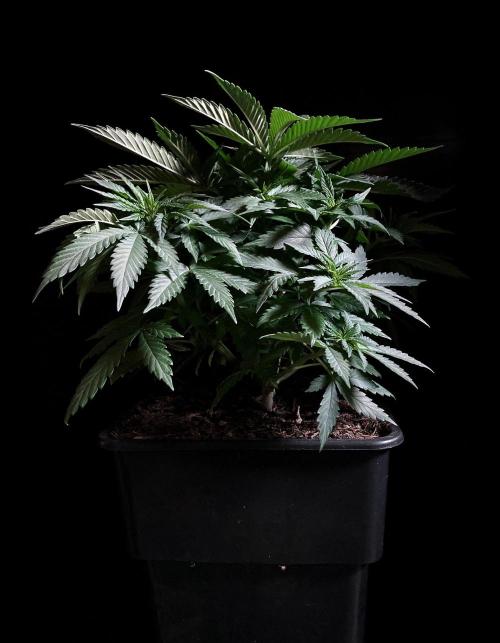 3M 🔻 Mendocino Purple Kush. Week 4