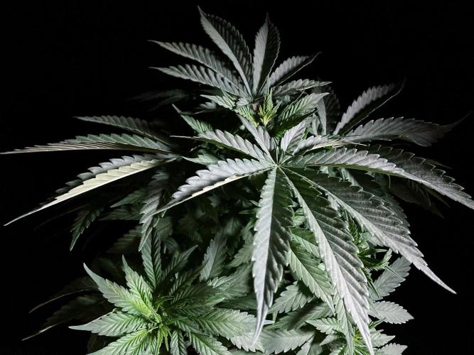 3M 🔻 Mendocino Purple Kush. Week 4