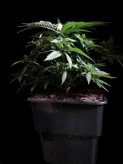 3M 🔻 Mendocino Purple Kush. Week 4