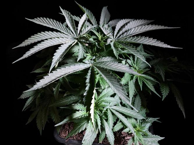 3M 🔻 Mendocino Purple Kush. Week 4