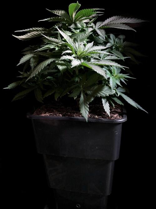 3M 🔻 Mendocino Purple Kush. Week 4