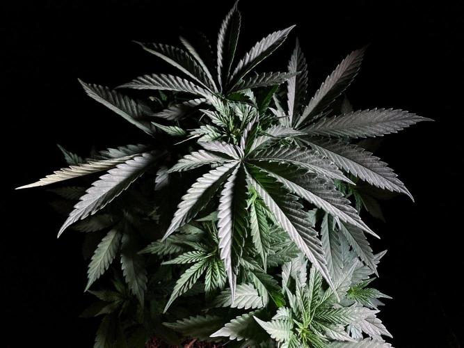 3M 🔻 Mendocino Purple Kush. Week 4