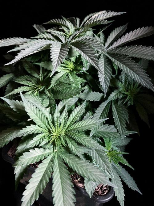 3M 🔻 Mendocino Purple Kush. Week 4