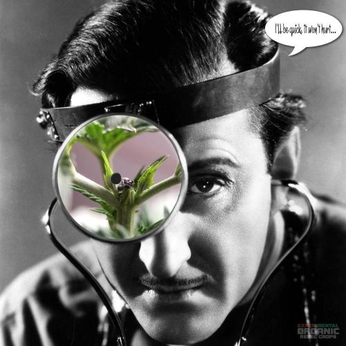 3M 🔻 Mendocino Purple Kush. Week 4 - Dr Apical