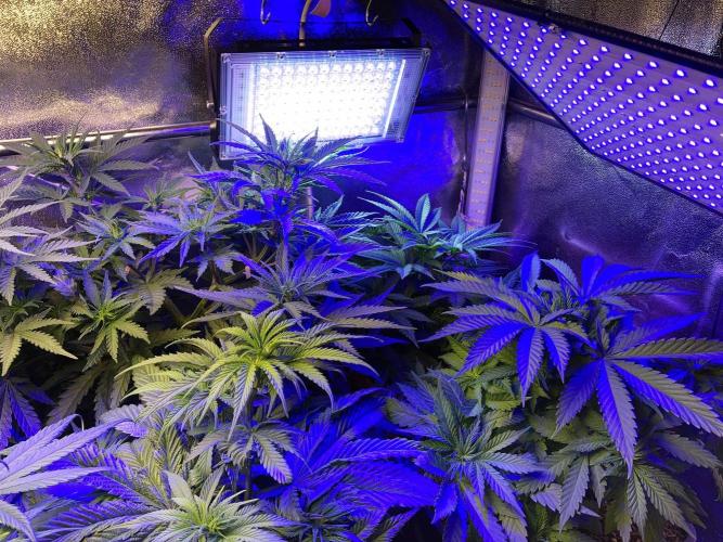 3M 🔻 Mendocino Purple Kush. Week 4 - The blue home