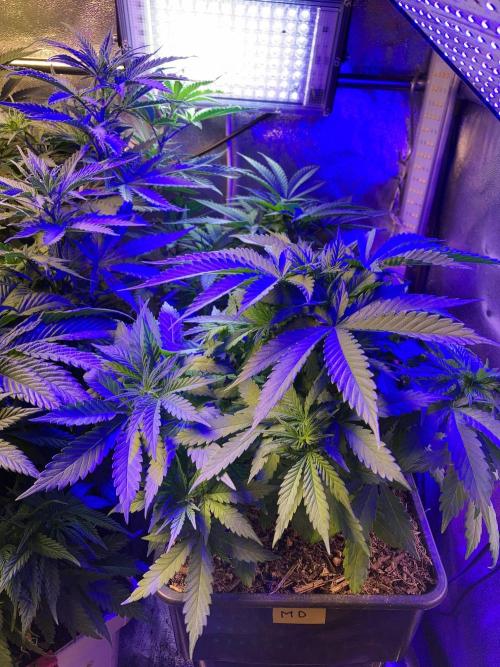 3M 🔻 Mendocino Purple Kush. Week 4