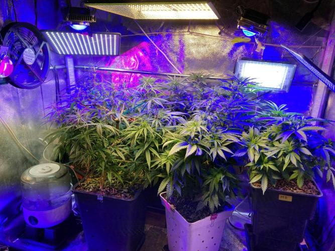 3M 🔻 Mendocino Purple Kush. Week 4 - The blue home