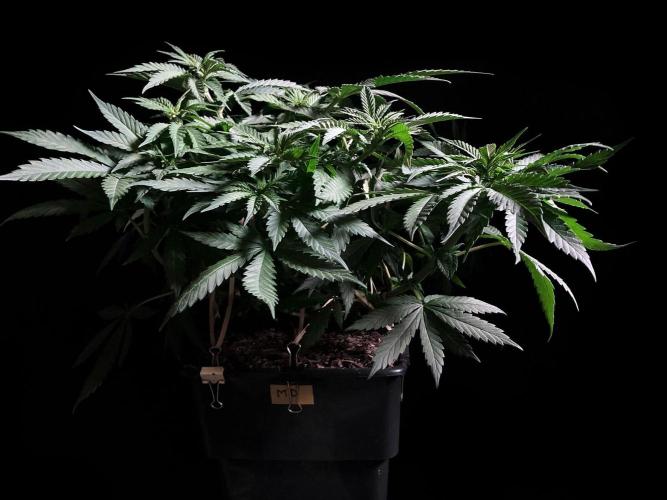 3M 🔻 Mendocino Purple Kush. Week 5