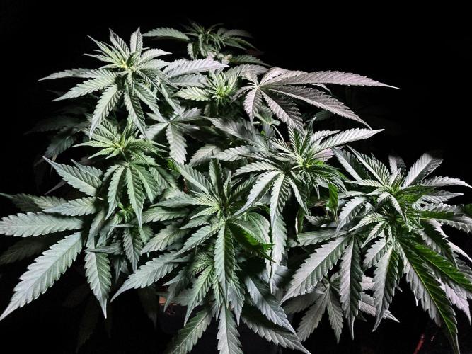 3M 🔻 Mendocino Purple Kush. Week 5