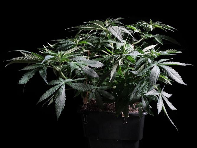 3M 🔻 Mendocino Purple Kush. Week 5