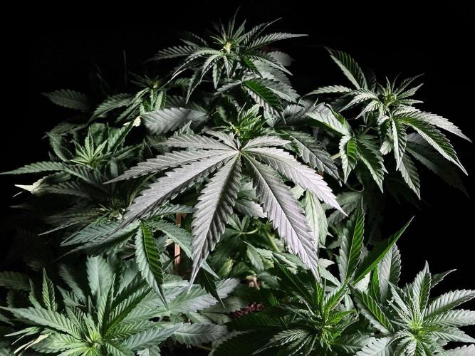 3M 🔻 Mendocino Purple Kush. Week 5