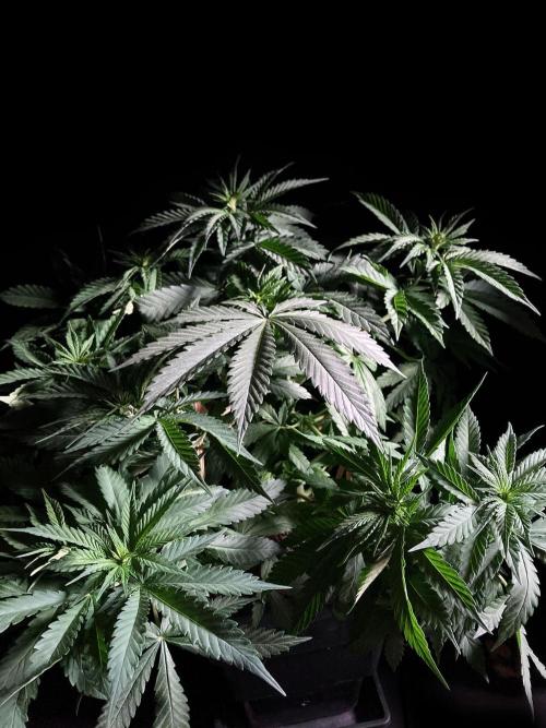 3M 🔻 Mendocino Purple Kush. Week 5