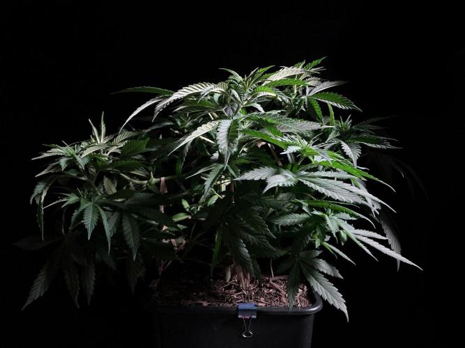 3M 🔻 Mendocino Purple Kush. Week 5