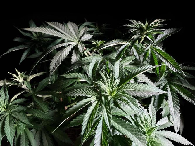 3M 🔻 Mendocino Purple Kush. Week 5