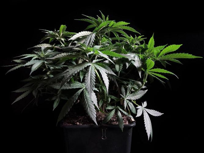 3M 🔻 Mendocino Purple Kush. Week 5