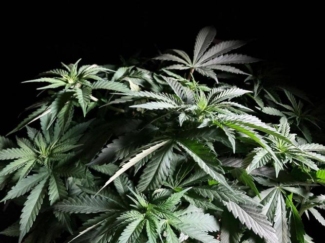 3M 🔻 Mendocino Purple Kush. Week 5