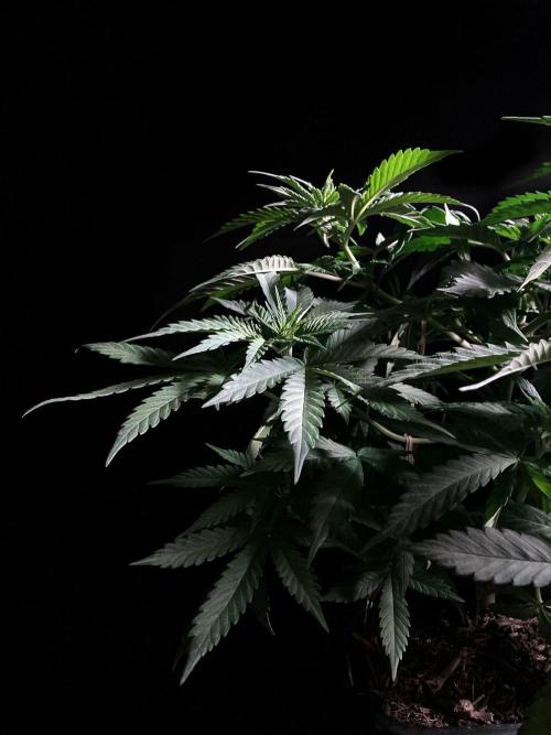 3M 🔻 Mendocino Purple Kush. Week 5