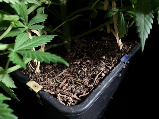 3M 🔻 Mendocino Purple Kush. Week 5