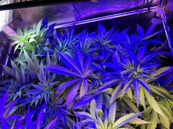 3M 🔻 Mendocino Purple Kush. Week 5