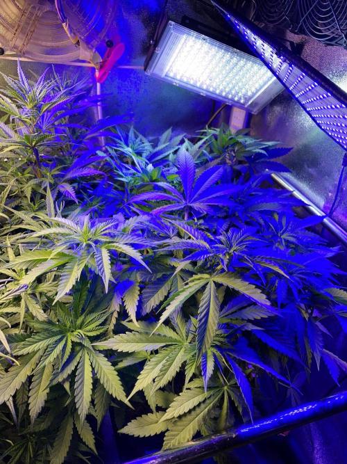 3M 🔻 Mendocino Purple Kush. Week 5