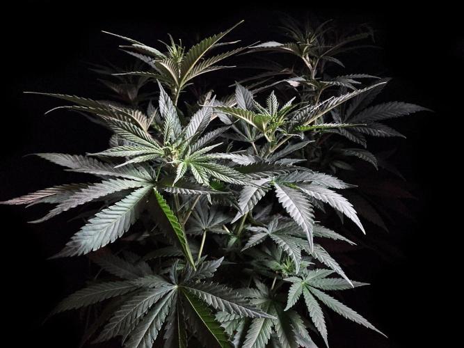 3M 🔥 Txerri Bilbo Haze. Week 7