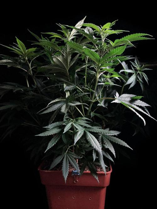 3M 🔥 Txerri Bilbo Haze. Week 7