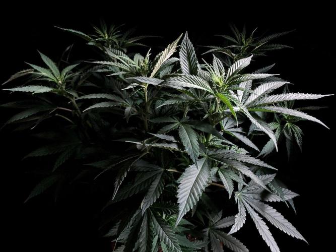 3M 🔥 Txerri Bilbo Haze. Week 7