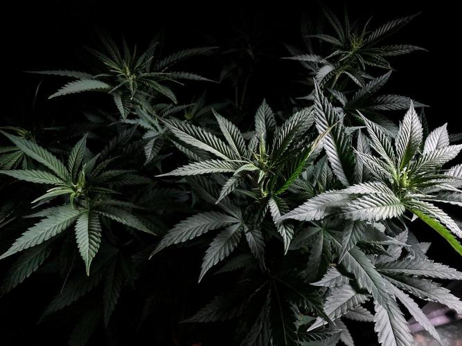 3M 🔥 Txerri Bilbo Haze. Week 7