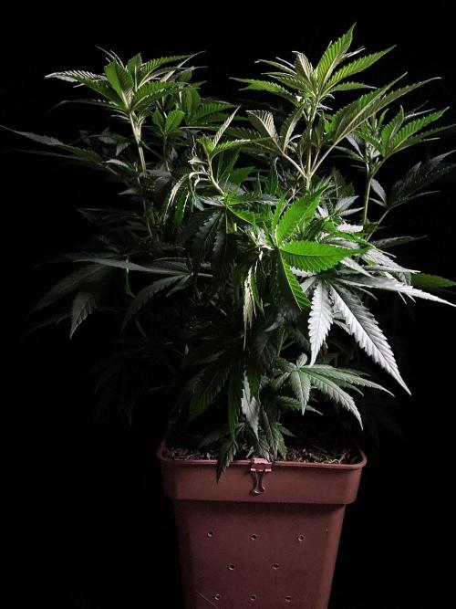 3M 🔥 Txerri Bilbo Haze. Week 7