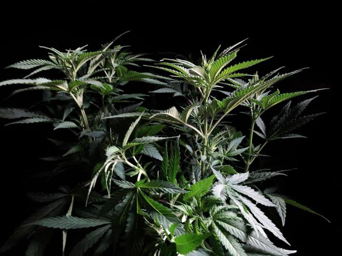 3M 🔥 Txerri Bilbo Haze. Week 7