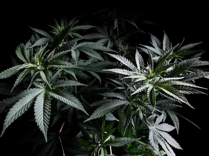 3M 🔥 Txerri Bilbo Haze. Week 7