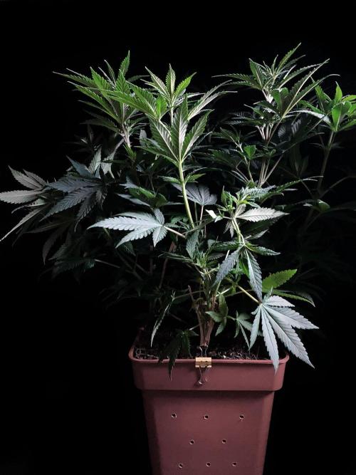 3M 🔥 Txerri Bilbo Haze. Week 7