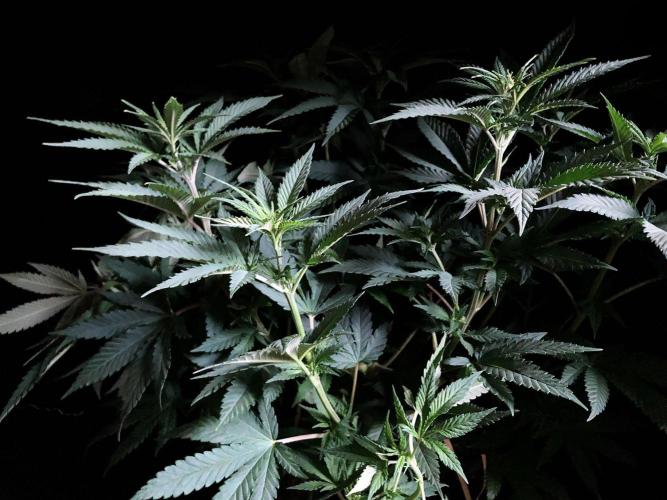 3M 🔥 Txerri Bilbo Haze. Week 7