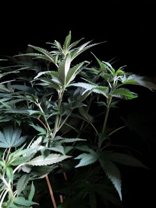 3M 🔥 Txerri Bilbo Haze. Week 7