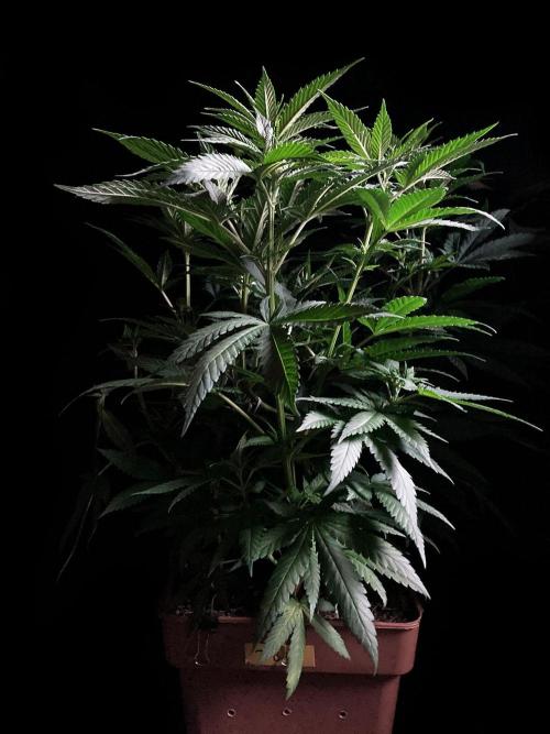 3M 🔥 Txerri Bilbo Haze. Week 7