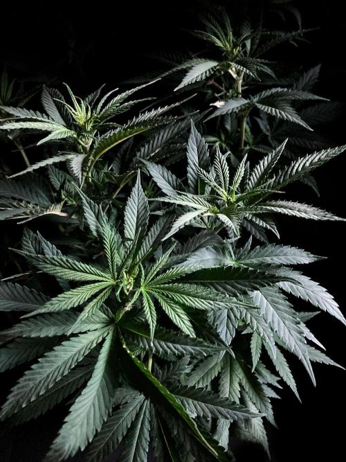 3M 🔥 Txerri Bilbo Haze. Week 7