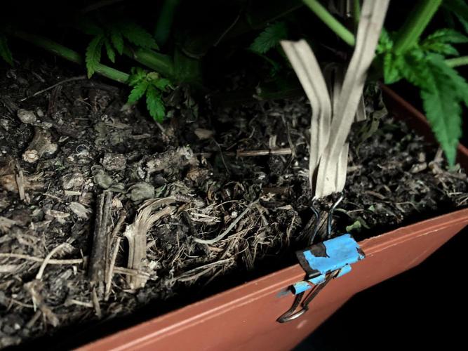 3M 🔥 Txerri Bilbo Haze. Week 7 - Sacred mulch