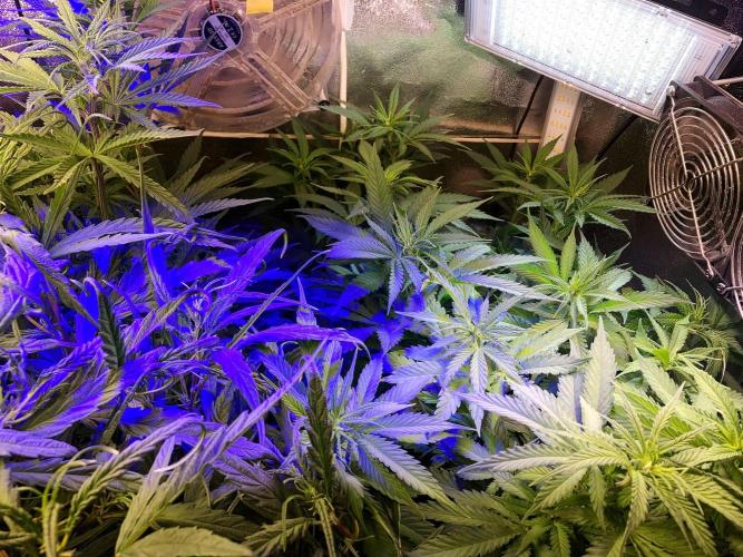 3M 🔥 Txerri Bilbo Haze. Week 7