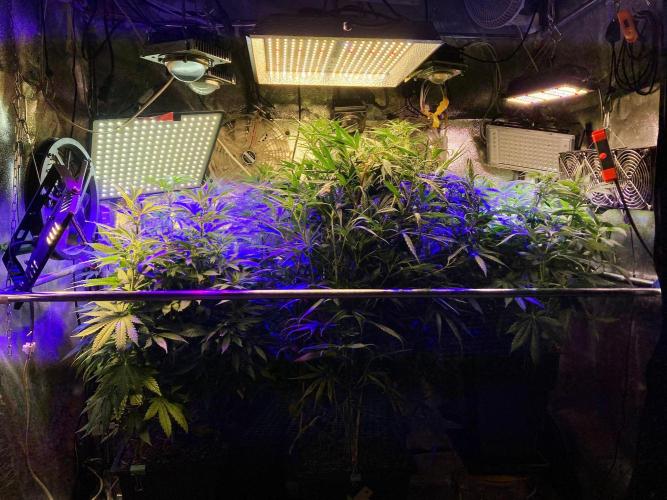 3M 🔥 Txerri Bilbo Haze. Week 7 - The blue home